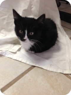 Domestic Shorthair Kitten for Sale in Chippewa Falls, Wisconsin - Eclipse Domestic Shorthair Kitten for Sale in Chippewa Falls, Wisconsin - Eclipse