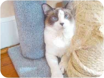 Domestic Mediumhair Cat for Sale in Columbus, Georgia - Dianna Domestic Mediumhair Cat for Sale in Columbus, Georgia - Dianna