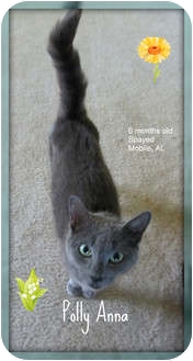 Domestic Shorthair Cat for Sale in Mobile, Alabama - Polly Anne Domestic Shorthair Cat for Sale in Mobile, Alabama - Polly Anne