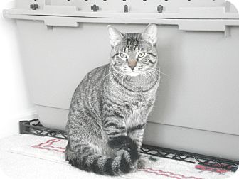 Domestic Shorthair Cat for Sale in Chicago, Illinois - Gigio Domestic Shorthair Cat for Sale in Chicago, Illinois - Gigio