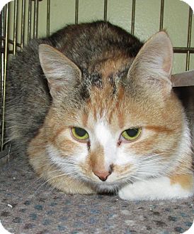 Domestic Shorthair Cat for Sale in Acme, Pennsylvania - Echo Domestic Shorthair Cat for Sale in Acme, Pennsylvania - Echo