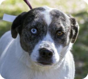 Catahoula Leopard Dog Mix Dog for Sale in Gainesville, Florida - Katie Catahoula Leopard Dog Mix Dog for Sale in Gainesville, Florida - Katie