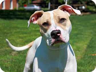 Terrier (Unknown Type, Medium) Mix Dog for Sale in Troy, Michigan - Kingston Terrier (Unknown Type, Medium) Mix Dog for Sale in Troy, Michigan - Kingston