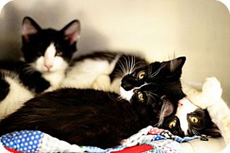 Domestic Longhair Kitten for Sale in Athens, Georgia - Curly Domestic Longhair Kitten for Sale in Athens, Georgia - Curly