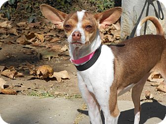 Chihuahua/Italian Greyhound Mix Dog for Sale in Chula Vista, California - Shelby Chihuahua/Italian Greyhound Mix Dog for Sale in Chula Vista, California - Shelby