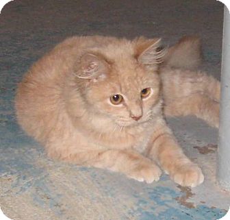 Domestic Longhair Cat for Sale in Geneseo, Illinois - Bogie Domestic Longhair Cat for Sale in Geneseo, Illinois - Bogie