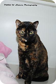 Domestic Shorthair Cat for Sale in Lincoln, Nebraska - Mina Domestic Shorthair Cat for Sale in Lincoln, Nebraska - Mina