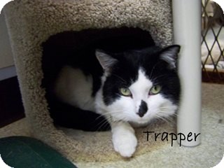 American Shorthair Cat for Sale in Hamilton, Montana - Trapper American Shorthair Cat for Sale in Hamilton, Montana - Trapper