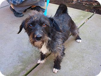 Terrier (Unknown Type, Small) Mix Dog for Sale in Chula Vista, California - Mikey Terrier (Unknown Type, Small) Mix Dog for Sale in Chula Vista, California - Mikey