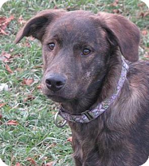 Dutch Shepherd/Collie Mix Dog for Sale in Lisbon, Ohio - Rhianna Dutch Shepherd/Collie Mix Dog for Sale in Lisbon, Ohio - Rhianna