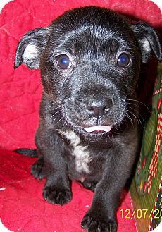 Border Collie Mix Puppy for Sale in Sherman, Connecticut - Sally Betty's Dog Border Collie Mix Puppy for Sale in Sherman, Connecticut - Sally Betty's Dog