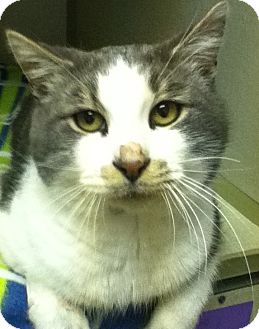 Domestic Shorthair Cat for Sale in Shippenville, Pennsylvania - Beau Domestic Shorthair Cat for Sale in Shippenville, Pennsylvania - Beau