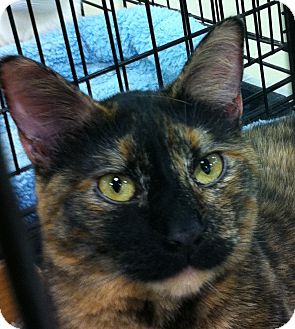 Domestic Shorthair Cat for Sale in Kansas City, Missouri - Shelly Domestic Shorthair Cat for Sale in Kansas City, Missouri - Shelly