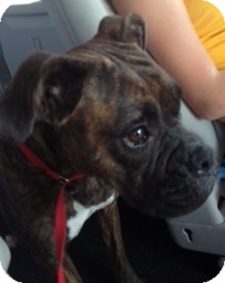 Boxer Dog for Sale in Greensboro, Georgia - Bella Boxer Dog for Sale in Greensboro, Georgia - Bella