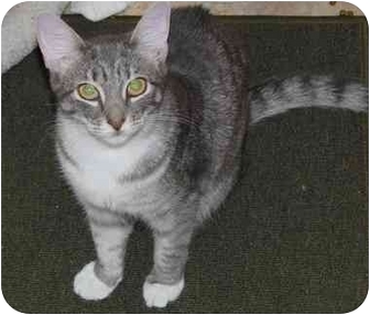 Domestic Shorthair Cat for Sale in Little Falls, New Jersey - Susie (MMc) Domestic Shorthair Cat for Sale in Little Falls, New Jersey - Susie (MMc)