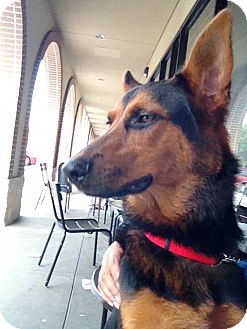 German Shepherd Dog/Doberman Pinscher Mix Dog for Sale in Missouri City, Texas - Max German Shepherd Dog/Doberman Pinscher Mix Dog for Sale in Missouri City, Texas - Max