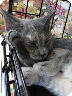 Domestic Shorthair Kitten for Sale in Walkersville, Maryland - Faith Domestic Shorthair Kitten for Sale in Walkersville, Maryland - Faith