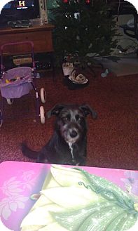 Schnauzer (Standard)/Airedale Terrier Mix Dog for Sale in Nashville, Tennessee - Granny Schnauzer (Standard)/Airedale Terrier Mix Dog for Sale in Nashville, Tennessee - Granny