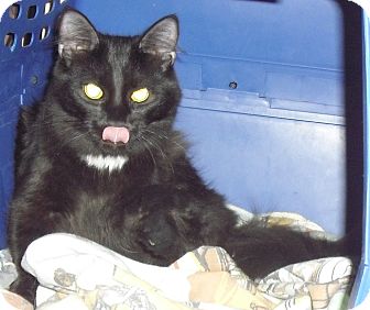 Domestic Mediumhair Kitten for Sale in Fairborn, Ohio - Ninja-Stewart Litter Domestic Mediumhair Kitten for Sale in Fairborn, Ohio - Ninja-Stewart Litter