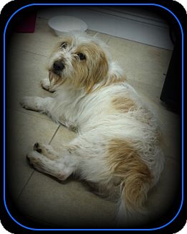 Terrier (Unknown Type, Medium)/Corgi Mix Dog for Sale in Indian Trail, North Carolina - Scruffy Terrier (Unknown Type, Medium)/Corgi Mix Dog for Sale in Indian Trail, North Carolina - Scruffy