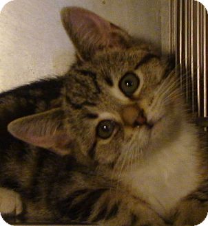 Domestic Shorthair Kitten for Sale in El Cajon, California - Hope Domestic Shorthair Kitten for Sale in El Cajon, California - Hope