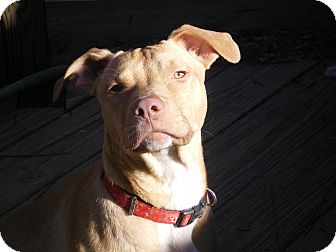 American Pit Bull Terrier/Hound (Unknown Type) Mix Puppy for Sale in Apex, North Carolina - Rocket American Pit Bull Terrier/Hound (Unknown Type) Mix Puppy for Sale in Apex, North Carolina - Rocket