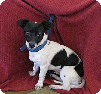 Terrier (Unknown Type, Small)/Dachshund Mix Dog for Sale in Oakland, Arkansas - Jackson Terrier (Unknown Type, Small)/Dachshund Mix Dog for Sale in Oakland, Arkansas - Jackson
