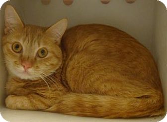 Domestic Shorthair Cat for Sale in Gainesville, Florida - Colby Domestic Shorthair Cat for Sale in Gainesville, Florida - Colby