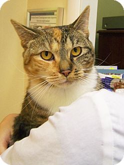 Domestic Shorthair Cat for Sale in Toledo, Ohio - Saria Domestic Shorthair Cat for Sale in Toledo, Ohio - Saria