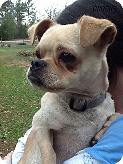 Chihuahua/Pug Mix Puppy for Sale in Stamford, Connecticut - Chuggy Bear! Chihuahua/Pug Mix Puppy for Sale in Stamford, Connecticut - Chuggy Bear!