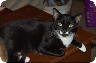 Siamese Cat for Sale in Chula Vista, California - Madame Mim Siamese Cat for Sale in Chula Vista, California - Madame Mim