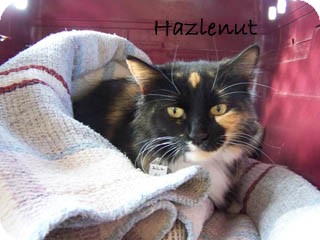 Domestic Shorthair Kitten for Sale in Hamilton, Montana - Hazlenut Domestic Shorthair Kitten for Sale in Hamilton, Montana - Hazlenut