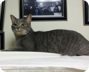 Domestic Shorthair Cat for Sale in Milwaukee, Wisconsin - Houdini (a/k/a Dini) Domestic Shorthair Cat for Sale in Milwaukee, Wisconsin - Houdini (a/k/a Dini)