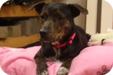 Plott Hound/Greyhound Mix Dog for Sale in Homewood, Alabama - Bryleigh Plott Hound/Greyhound Mix Dog for Sale in Homewood, Alabama - Bryleigh