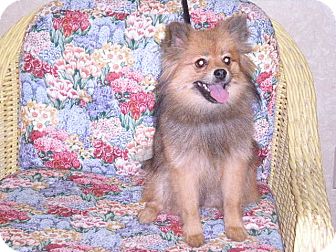 Pomeranian Dog for Sale in New Castle, Pennsylvania - Pomeranian Dog for Sale in New Castle, Pennsylvania -