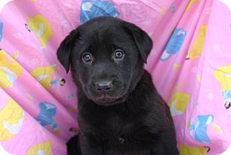 Labrador Retriever Mix Puppy for Sale in Glastonbury, Connecticut - Sephora Labrador Retriever Mix Puppy for Sale in Glastonbury, Connecticut - Sephora