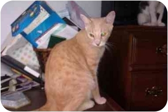 Domestic Shorthair Cat for Sale in Little Falls, New Jersey - Tommy (KL) Domestic Shorthair Cat for Sale in Little Falls, New Jersey - Tommy (KL)