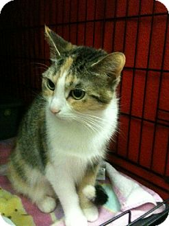 Domestic Shorthair Cat for Sale in Toronto, Ontario - Cassie Domestic Shorthair Cat for Sale in Toronto, Ontario - Cassie