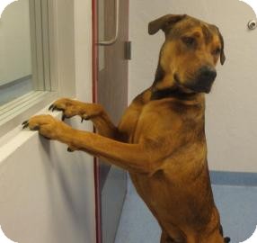 Labrador Retriever/Black Mouth Cur Mix Dog for Sale in Gainesville, Florida - Buckley Labrador Retriever/Black Mouth Cur Mix Dog for Sale in Gainesville, Florida - Buckley