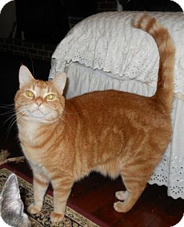 Domestic Shorthair Cat for Sale in Sterling, Virginia - Charlie Domestic Shorthair Cat for Sale in Sterling, Virginia - Charlie