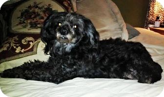 Poodle (Miniature) Mix Dog for Sale in Plainfield, Connecticut - Pepper Poodle (Miniature) Mix Dog for Sale in Plainfield, Connecticut - Pepper