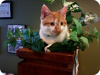 Domestic Shorthair Cat for Sale in WESTCHESTER, Illinois - Rowdy Rory - Let's Be Friends Domestic Shorthair Cat for Sale in WESTCHESTER, Illinois - Rowdy Rory - Let's Be Friends