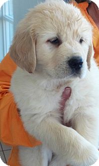 Golden Retriever/Great Pyrenees Mix Puppy for Sale in La Mirada, California - Nate Golden Retriever/Great Pyrenees Mix Puppy for Sale in La Mirada, California - Nate
