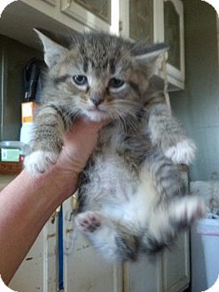 Domestic Mediumhair Kitten for Sale in Rising Sun, Indiana - Hanna Domestic Mediumhair Kitten for Sale in Rising Sun, Indiana - Hanna