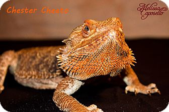 Lizard for Sale in Burlseon, Texas - Chester Cheeto Lizard for Sale in Burlseon, Texas - Chester Cheeto