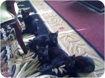 Domestic Shorthair Cat for Sale in Mobile, Alabama - Emerald Domestic Shorthair Cat for Sale in Mobile, Alabama - Emerald