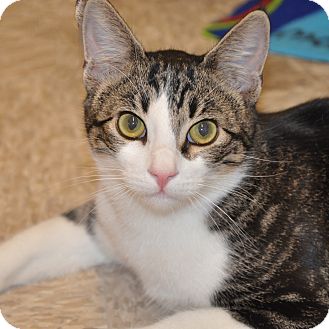 Domestic Shorthair Cat for Sale in Foothill Ranch, California - Pretty Boy Domestic Shorthair Cat for Sale in Foothill Ranch, California - Pretty Boy