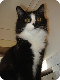 Domestic Mediumhair Kitten for Sale in Middletown, Connecticut - Ava Domestic Mediumhair Kitten for Sale in Middletown, Connecticut - Ava