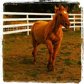 Quarterhorse Mix for Sale in Silverdale, Washington - BENJAMIN (Gentle Ben) Quarterhorse Mix for Sale in Silverdale, Washington - BENJAMIN (Gentle Ben)