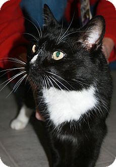 Domestic Shorthair Cat for Sale in Plainville, Massachusetts - Bibber Domestic Shorthair Cat for Sale in Plainville, Massachusetts - Bibber